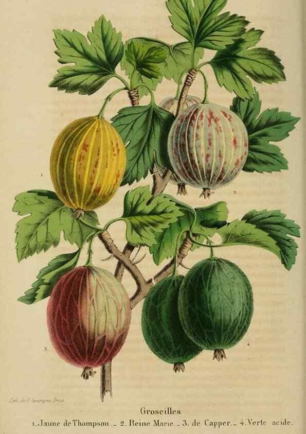 Reproducción/Reproduction 49263815563: Belgique horticole.. Liége.. 