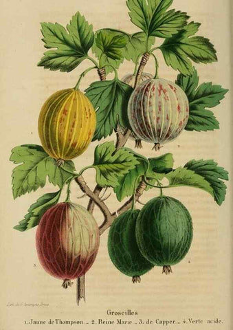 Reproducción/Reproduction 49263815563: Belgique horticole.. Liége.. 