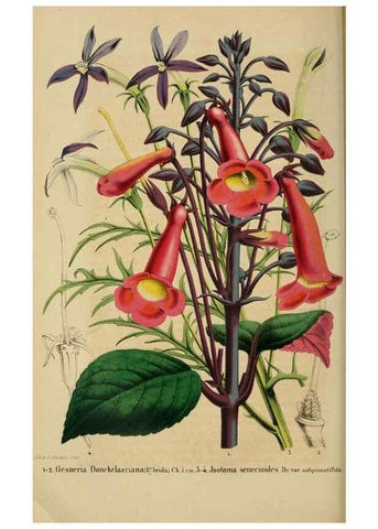 Reproducción/Reproduction 49264474362: Belgique horticole.. Liége.. 