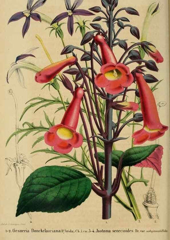 Reproducción/Reproduction 49264474362: Belgique horticole.. Liége.. 