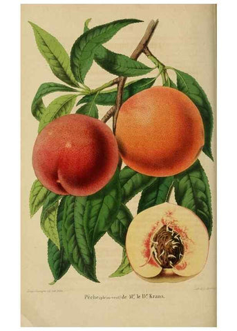 Reproducción/Reproduction 49264474827: Belgique horticole.. Liége.. 