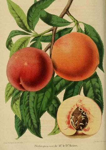 Reproducción/Reproduction 49264474827: Belgique horticole.. Liége.. 
