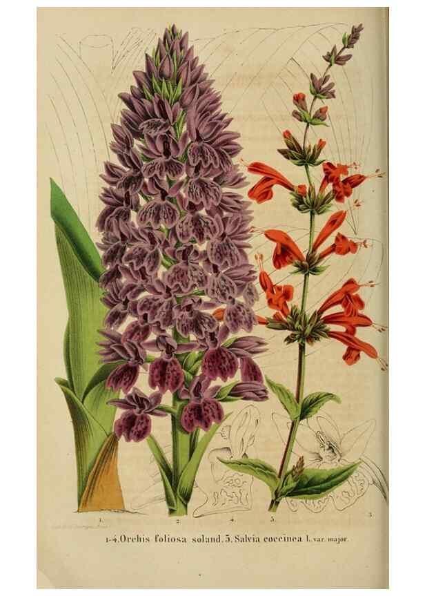 Reproducción/Reproduction 49264475307: Belgique horticole.. Liége.. 