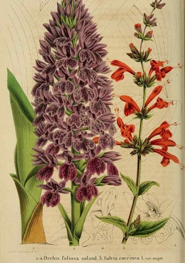 Reproducción/Reproduction 49264475307: Belgique horticole.. Liége.. 