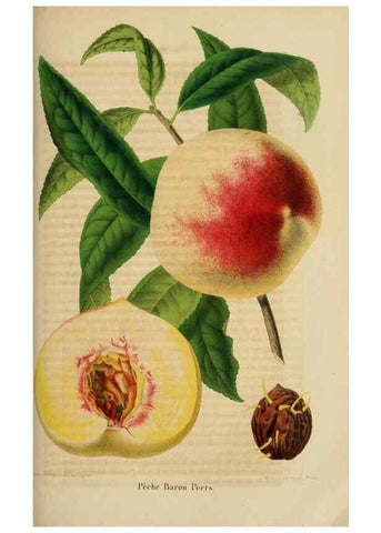 Reproducción/Reproduction 49264475782: Belgique horticole.. Liége.. 
