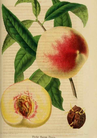 Reproducción/Reproduction 49264475782: Belgique horticole.. Liége.. 
