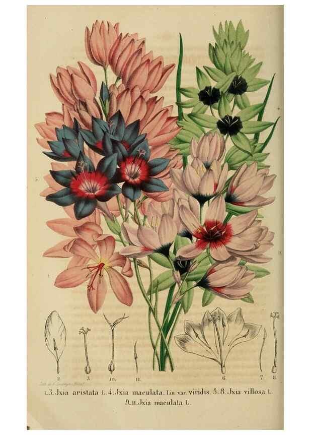 Reproducción/Reproduction 49264476157: Belgique horticole.. Liége.. 