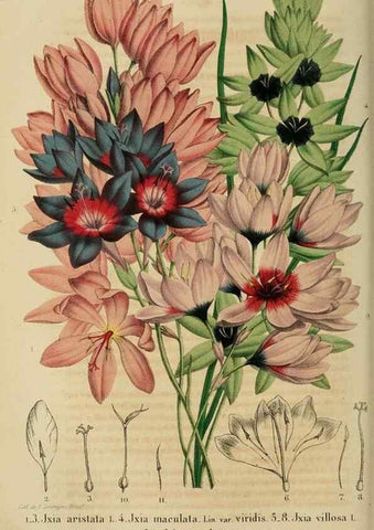 Reproducción/Reproduction 49264476157: Belgique horticole.. Liége.. 