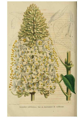 Reproducción/Reproduction 49263818263: Belgique horticole.. Liége.. 
