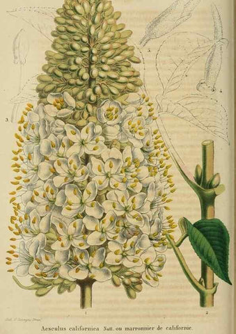 Reproducción/Reproduction 49263818263: Belgique horticole.. Liége.. 