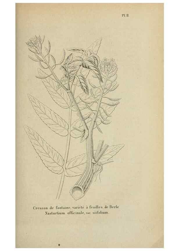 Reproducción/Reproduction 49263815098: Belgique horticole.. Liége.. 