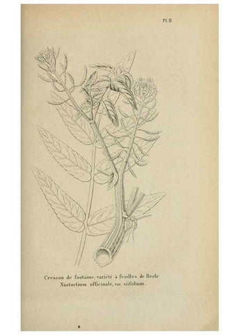 Reproducción/Reproduction 49263815098: Belgique horticole.. Liége.. 