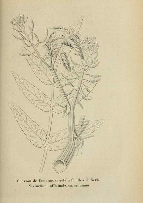 Reproducción/Reproduction 49263815098: Belgique horticole.. Liége.. 