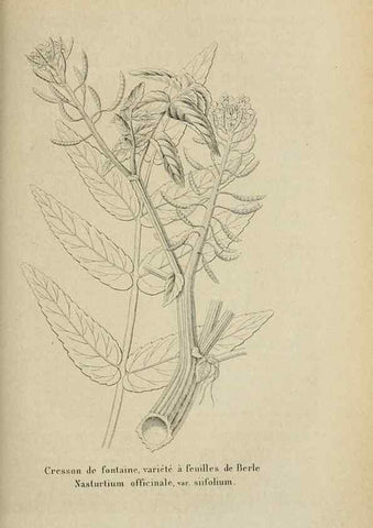 Reproducción/Reproduction 49263815098: Belgique horticole.. Liége.. 