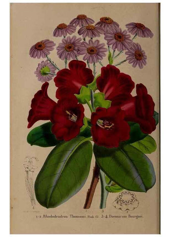 Reproducción/Reproduction 49264203718: Belgique horticole.. Liége.. 