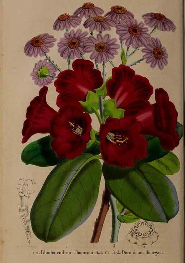 Reproducción/Reproduction 49264203718: Belgique horticole.. Liége.. 