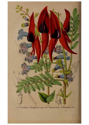 Reproducción/Reproduction 49264866612: Belgique horticole.. Liége.. 