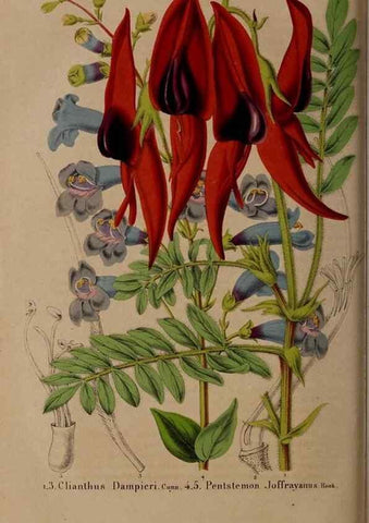 Reproducción/Reproduction 49264866612: Belgique horticole.. Liége.. 