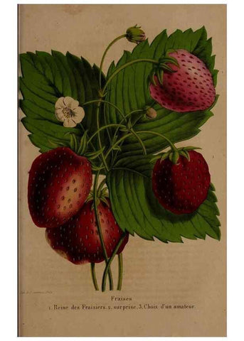 Reproducción/Reproduction 49264674726: Belgique horticole.. Liége.. 