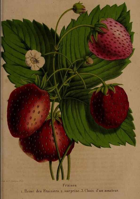 Reproducción/Reproduction 49264674726: Belgique horticole.. Liége.. 