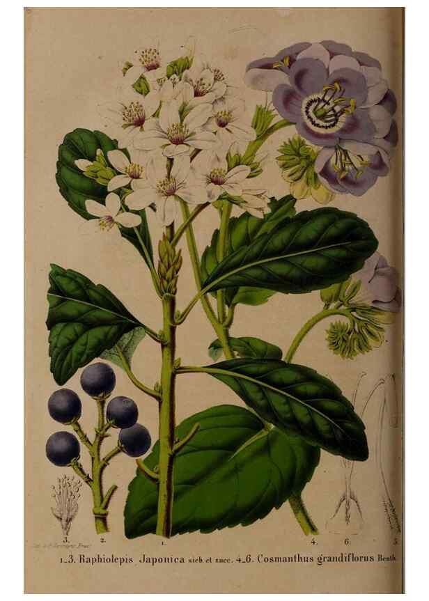 Reproducción/Reproduction 49264675096: Belgique horticole.. Liége.. 
