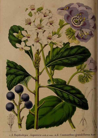 Reproducción/Reproduction 49264675096: Belgique horticole.. Liége.. 