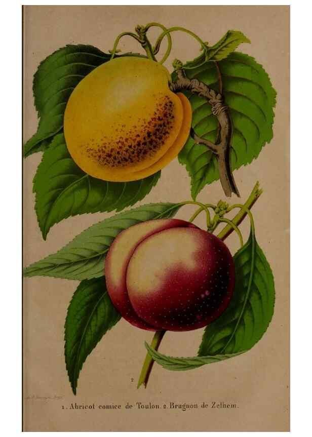 Reproducción/Reproduction 49264675361: Belgique horticole.. Liége.. 