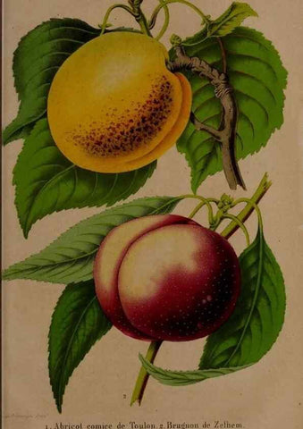 Reproducción/Reproduction 49264675361: Belgique horticole.. Liége.. 