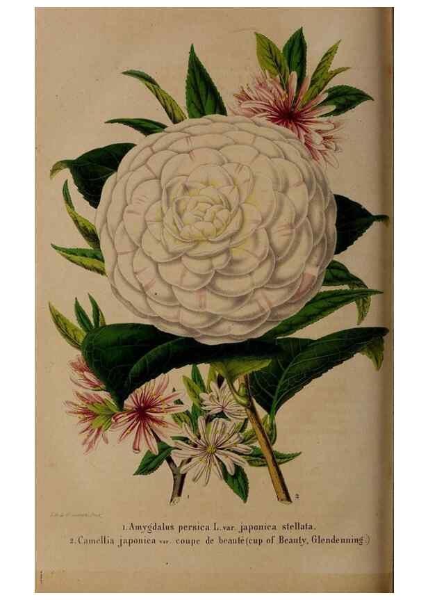 Reproducción/Reproduction 49264868602: Belgique horticole.. Liége.. 