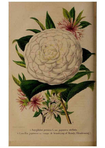 Reproducción/Reproduction 49264868602: Belgique horticole.. Liége.. 