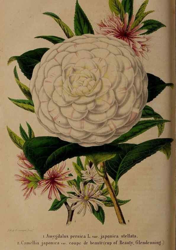 Reproducción/Reproduction 49264868602: Belgique horticole.. Liége.. 