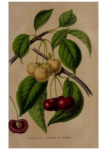 Reproducción/Reproduction 49264212473: Belgique horticole.. Liége.. 