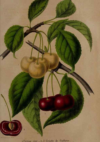 Reproducción/Reproduction 49264212473: Belgique horticole.. Liége.. 