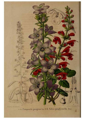 Reproducción/Reproduction 49264942432: Belgique horticole.. Liége.. 