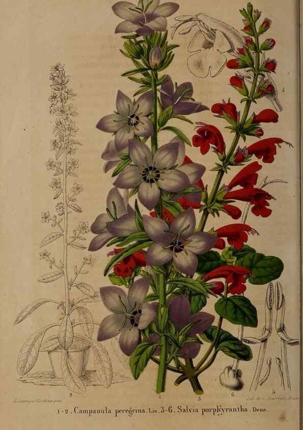 Reproducción/Reproduction 49264942432: Belgique horticole.. Liége.. 