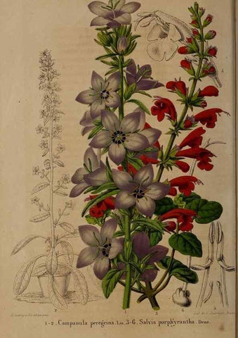 Reproducción/Reproduction 49264942432: Belgique horticole.. Liége.. 