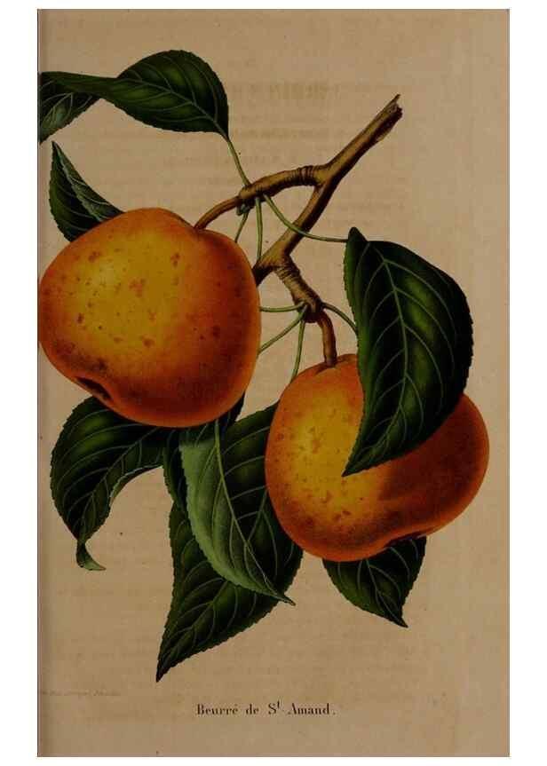 Reproducción/Reproduction 49264285903: Belgique horticole.. Liége.. 
