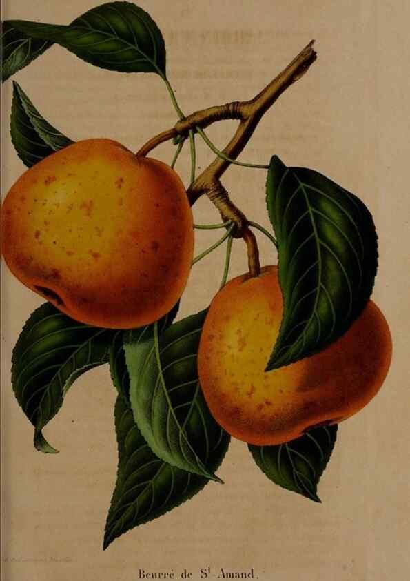 Reproducción/Reproduction 49264285903: Belgique horticole.. Liége.. 
