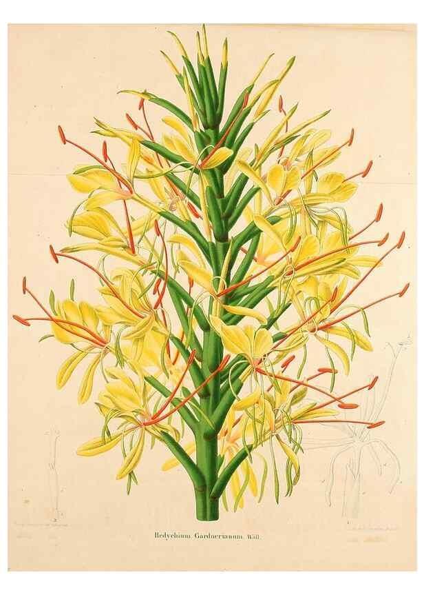 Reproducción/Reproduction 49264748531: Belgique horticole.. Liége.. 