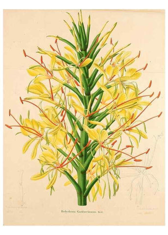 Reproducción/Reproduction 49264748531: Belgique horticole.. Liége.. 