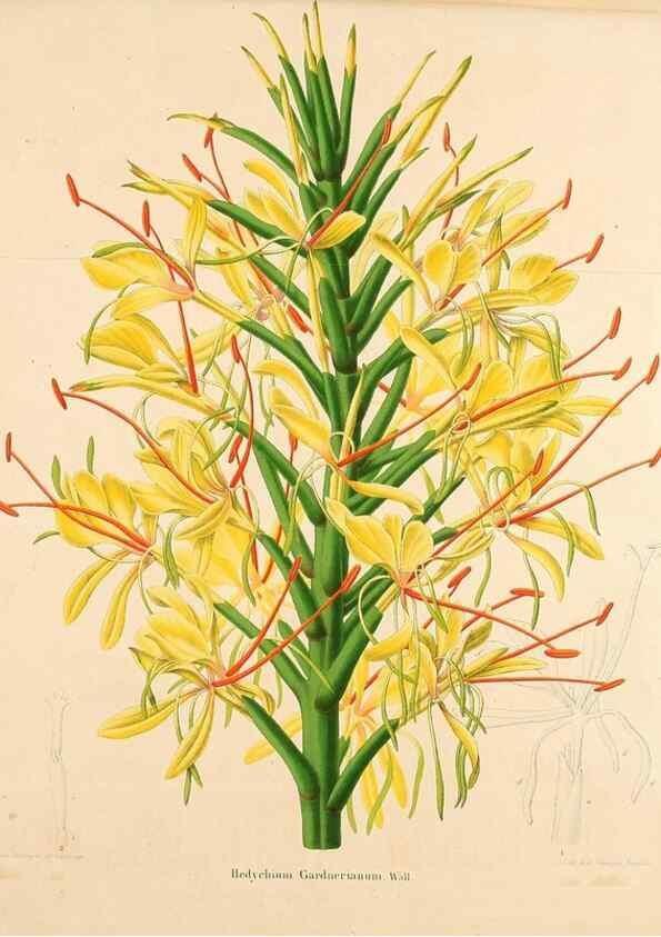 Reproducción/Reproduction 49264748531: Belgique horticole.. Liége.. 