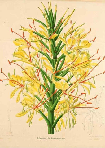 Reproducción/Reproduction 49264748531: Belgique horticole.. Liége.. 