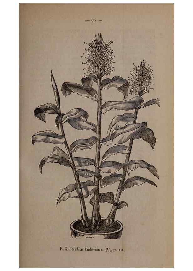 Reproducción/Reproduction 49264286488: Belgique horticole.. Liége.. 