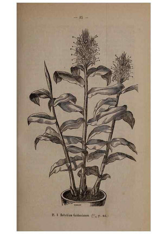 Reproducción/Reproduction 49264286488: Belgique horticole.. Liége.. 