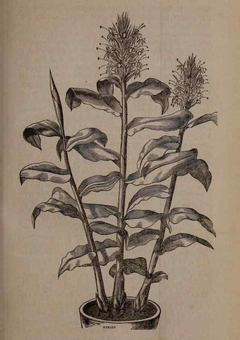 Reproducción/Reproduction 49264286488: Belgique horticole.. Liége.. 