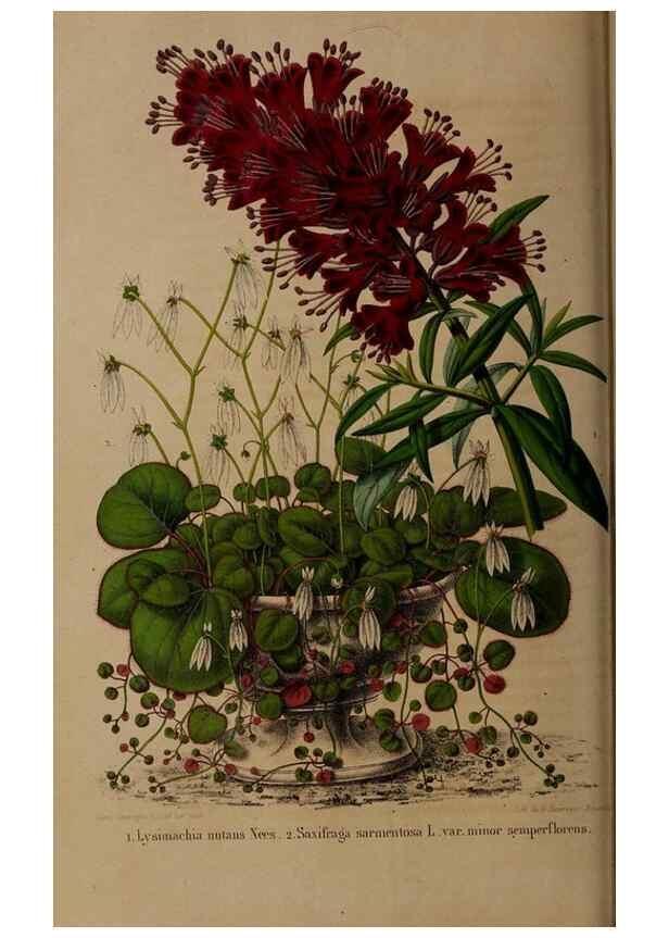 Reproducción/Reproduction 49264943887: Belgique horticole.. Liége.. 