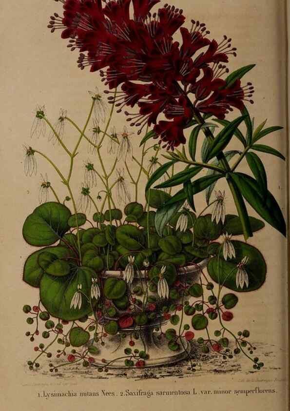Reproducción/Reproduction 49264943887: Belgique horticole.. Liége.. 