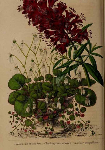 Reproducción/Reproduction 49264943887: Belgique horticole.. Liége.. 