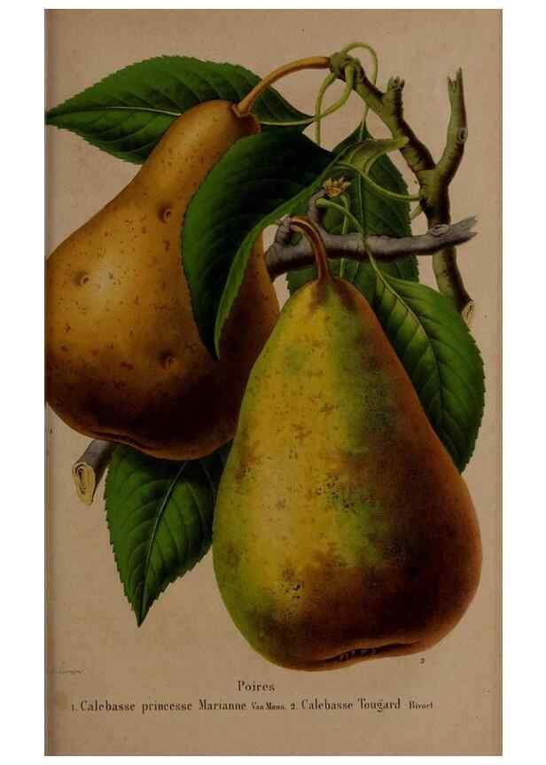 Reproducción/Reproduction 49264673276: Belgique horticole.. Liége.. 