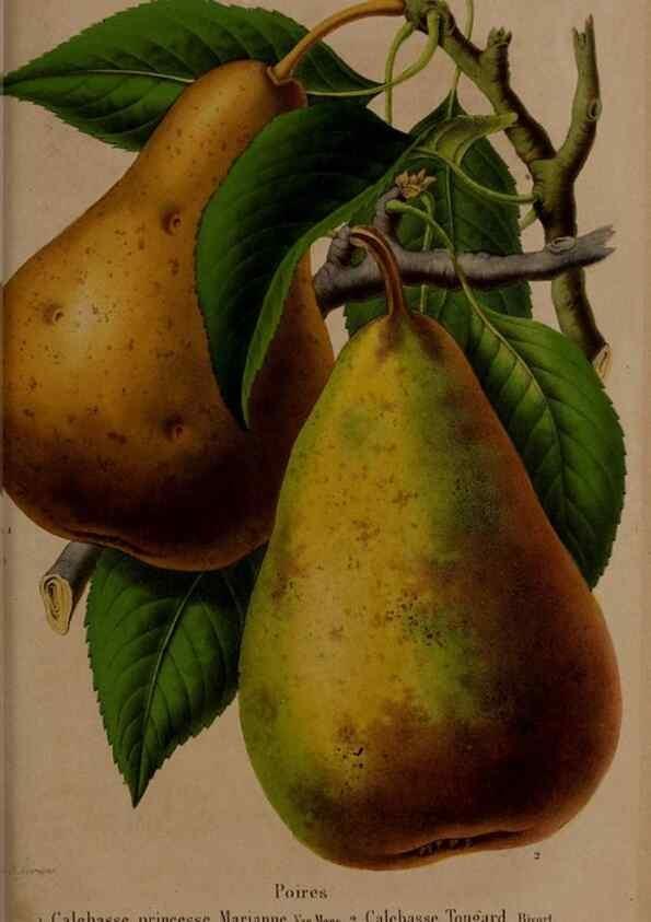 Reproducción/Reproduction 49264673276: Belgique horticole.. Liége.. 